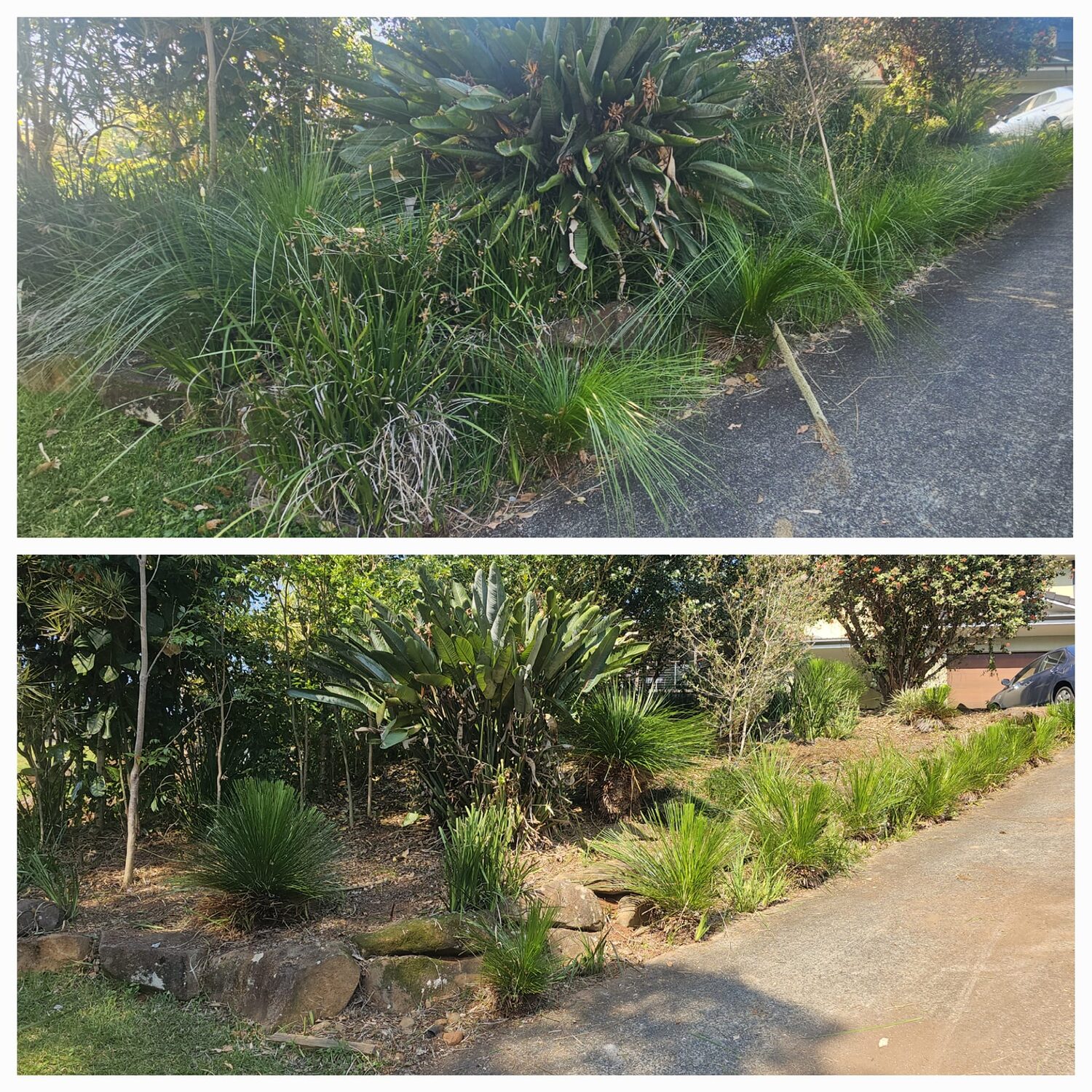 Overgrown driveway garden bed cleared and edged