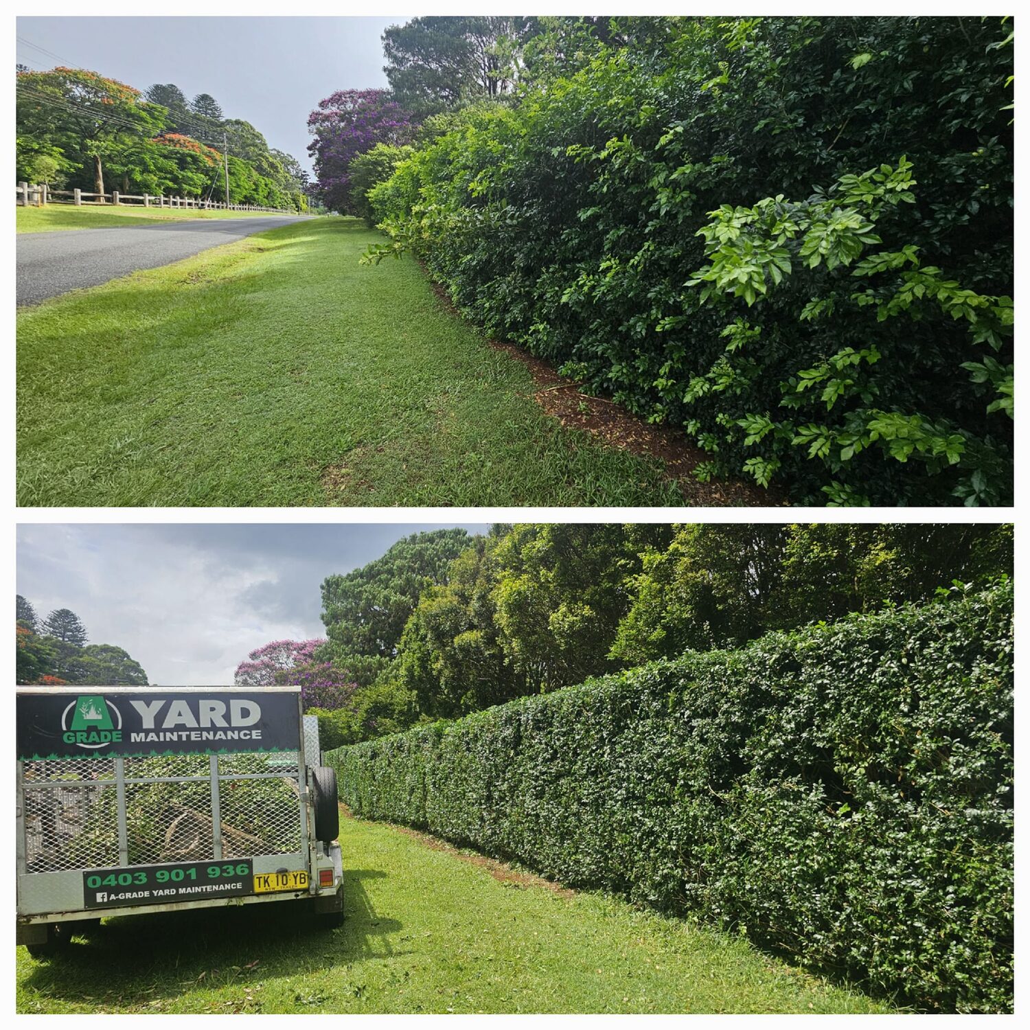 Overgrown hedge line trimmed and shaped