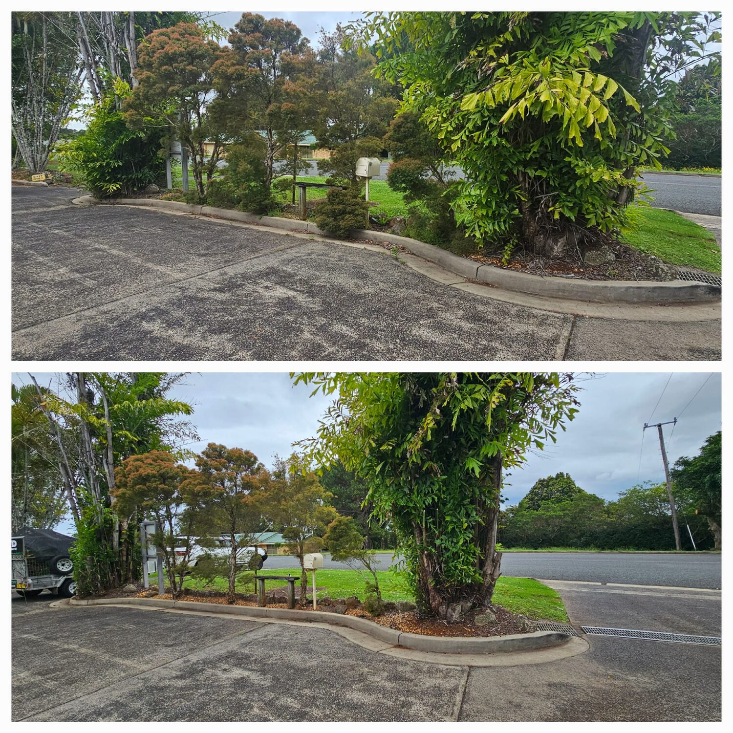 Palm garden bed cleared of leaf litter and tidied