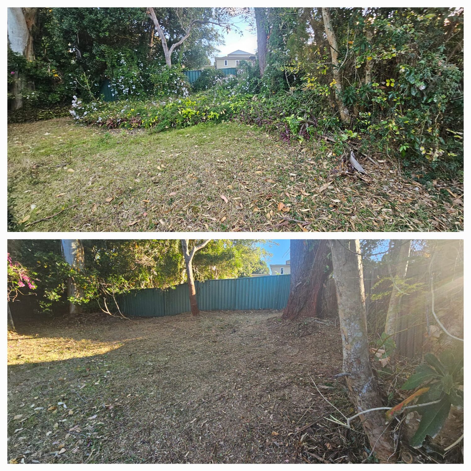 Backyard cleared of overgrowth and mown
